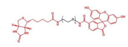  Biotin-PEG-FITC FITC-PEG-Biotin  生物素聚乙二醇荧光素