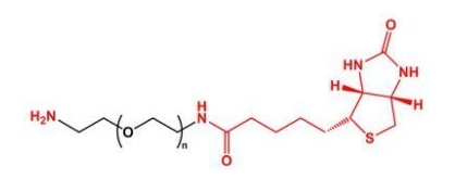 NH2-PEG-BN Biotin-PEG-NH2  氨基聚乙二醇生物素