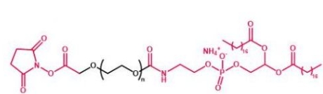  DSPE-PEG-NHS NHS-PEG-DSPE  磷脂聚乙二醇活性酯