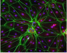 FITC-NHS 绿色荧光素标记活性酯;Fluorescein NHS