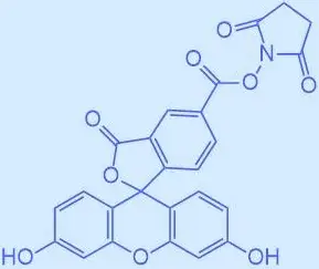FITC-NHS；异硫氰酸荧光素-活性脂；Fluorescein-NHS