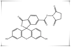 6-FAM-NHS；92557-81-8；6-羧基荧光素琥珀酰亚胺酯