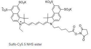 水溶cy5.5-NHS；磺酸基Cy5.5-活性酯；Sulfo-Cyanine5.5-NHS