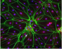 FITC-NHS；绿色荧光素标记活性酯；Fluorescein NHS