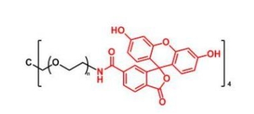  4ARM-PEG-FITC 4Arm-PEG-Fluoresein  四臂聚乙二醇荧光素