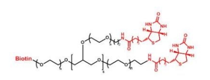 8ARM-PEG-Biotin 8ARM-PEG-BN   八臂聚乙二醇生物素