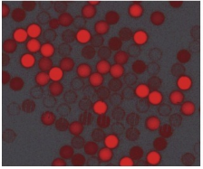 聚苯乙烯红色荧光微球100nm；Monodisperse polystyrene microspheres