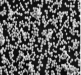 羧基金纳米颗粒50nm；COOH-Gold Nanoparticle；纳米粒子