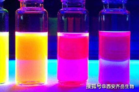 罗丹明PS微球200NM；Rhodamine B-PS MPs