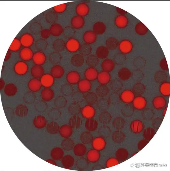 红色荧光PS微球（10mg/ml 10um）；红光聚苯乙烯ps微球
