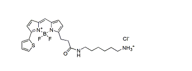 BDP 558/568 amine