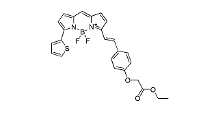 BDP 630/650 lipid stain