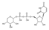 UDP-Xylose；CAS：3616-06-6；二磷酸尿苷木糖