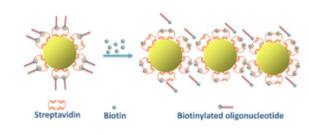 链霉亲和素金纳米粒子，Streptavidin Gold Nanoparticles