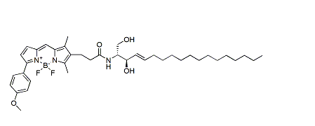 BDP TMR ceramide