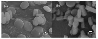 NH2-MIL-125(Ti)；六[[-(2-氨基-1,4-苯二甲酸)] [四-羟基八-μ-氧八钛] NH2-MIL-125(Ti), AYRSORB™ T125