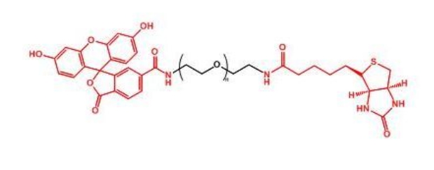 荧光素聚乙二醇生物素 FITC-PEG-Biotin