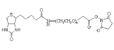 生物素-聚乙二醇-琥珀酰亚胺NHS酯 Biotin-PEG-SCM