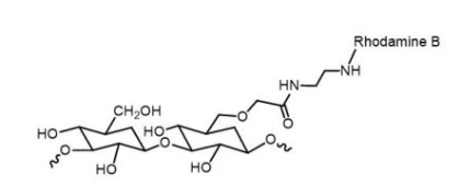 Dextran-Rhodamine B；葡聚糖-罗丹明B