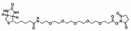 Biotin-PEG5-NHS ester  生物素五聚乙二醇活性酯