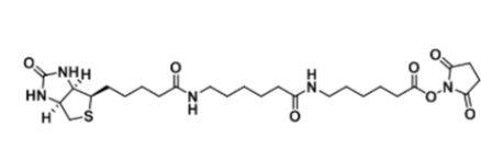 89889-52-1  Biotin-LC-LC-NHS Ester  分子式 C26H41N5SO7