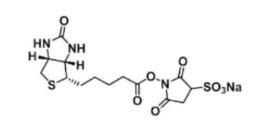 119616-38-5  Biotin-Sulfo-NHS ester  生物素-磺酸基琥珀酰亚胺酯