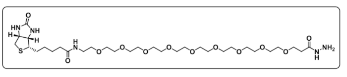 Biotin-PEG9-hydrazide