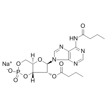 CAS:16980-89-5  Dibutyryl-cAMP (Bucladesine)    二丁酰环磷腺苷钠