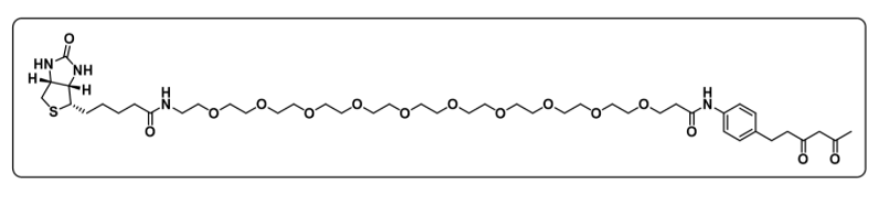 Diketone-PEG10-Biotin