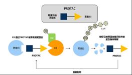 Protac（蛋白质降解靶向嵌合分子）的鉴定