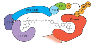 PROTAC（蛋白降解靶向嵌合体）的作用机制