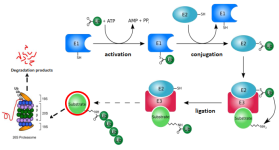 PROTAC(蛋白降解靶向嵌合体) Linker的设计与优化 PROTAC(蛋白降解靶向嵌合体) Linker的设计与优化