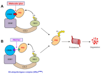 PROTAC(蛋白降解靶向嵌合体) Linker的设计与优化 PROTAC(蛋白降解靶向嵌合体) Linker的设计与优化