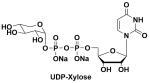 UDP-木糖  