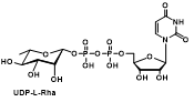 UDP-rhamnose  