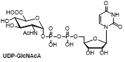 UDP-GlcNAcA 