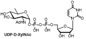 UDP-D-XylNAc 
