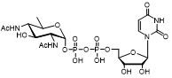 UDP-diBAcNAc    