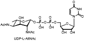 UDP-L-AltNAc     
