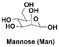 α-D-mannose 