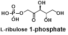 L-ribulose 1-phosphate   