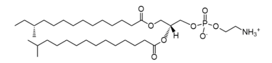 1-(12S-methylmyristoyl)-2-(13-methylmyristoyl)-sn-glycero-3-phosphoethanolamine