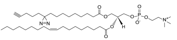 pacFA-18:1 PC,  1-(9-(3-pent-4-ynyl-3-H-diazirin-3-yl)-nonanoyl)-2-oleoyl-sn-glycero-3-phosphocholine