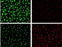 CY7-Ciprofloxacin      荧光/菁染料CY7标记环丙沙星  Cyanine7-Ciprofloxacin
