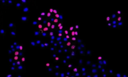 TRITC-Mutanocyclin  四甲基罗丹明标记突变环素   荧光标记药物