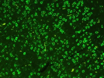 ICG-尿酸      吲哚菁绿标记/修饰尿酸    ICG-Uric Acid    荧光标记尿酸