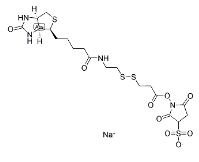 122266-55-1     NHS-SS-biotin	     2-[生物素氨基]乙基-1,3-二硫基丙酸磺基琥珀酰亚胺酯	