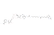 146385-37-7              Biotin-NAD+	     生物素-NAD +	
