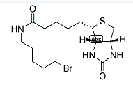 1217605-72-5；生物素5-溴戊酰胺；BIOTIN 5-BROMOPENTYLAMIDE