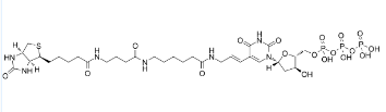 CAS：86303-26-6，Biotin-16-dUTP